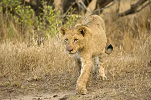 Images Dated 13th September 2008: Afrikaanse Leeuw, African Lion, Panthera leo