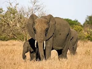 Images Dated 15th September 2008: Afrikaanse Olifant, African Elephant, Loxodonta africana