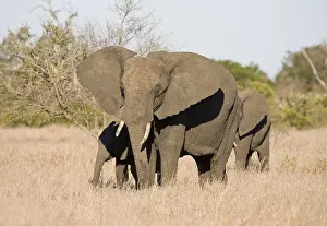 Images Dated 15th September 2008: Afrikaanse Olifant, African Elephant, Loxodonta africana