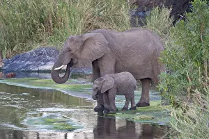 Images Dated 16th September 2008: Afrikaanse Olifant, African Elephant, Loxodonta africana