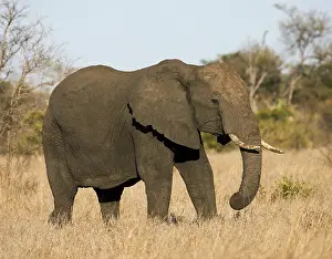 Images Dated 15th September 2008: Afrikaanse Olifant, African Elephant, Loxodonta africana