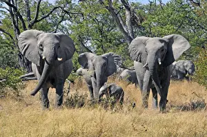 Africana Prints: Afrikaanse Olifant, African Elephant, Loxodonta africana