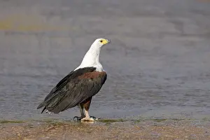 Natuurreservaat Prints: Afrikaanse Zeearend, African Fish Eagle, Haliaeetus vocifer