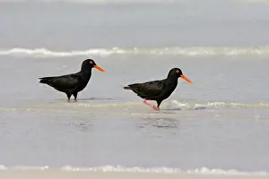 Images Dated 5th December 2007: Afrikaanse Zwarte Scholekster, African Black Oystercatcher, Haem