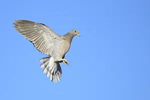 2025 Prints: AGAMI - Band-tailed Pigeon - Brian E Small - 164955