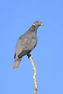 2025 Prints: AGAMI - Band-tailed Pigeon - Brian E Small - 164958
