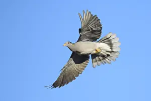2025 Prints: AGAMI - Band-tailed Pigeon - Brian E Small - 164959
