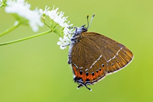 May Prints: AGAMI - Black Hairstreak, Pruimenpage