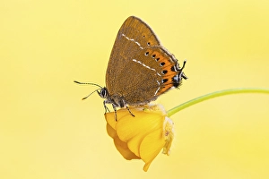 May Prints: AGAMI - Black Hairstreak, Pruimenpage