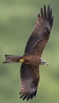 May Prints: AGAMI - Black Kite, Milvus migrans - Daniele Occhiato - 183233