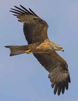 May Prints: AGAMI - Black Kite, Milvus migrans - Daniele Occhiato - 183236