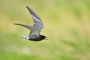 2025 Prints: AGAMI - Black Tern - Brian E Small - 164992