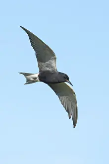 2025 Prints: AGAMI - Black Tern - Brian E Small - 164993