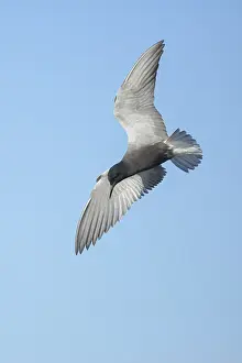 2025 Prints: AGAMI - Black Tern - Brian E Small - 164995