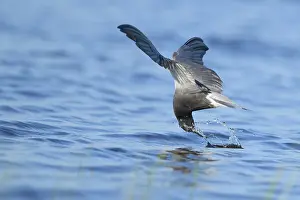 2025 Prints: AGAMI - Black Tern - Brian E Small - 164998