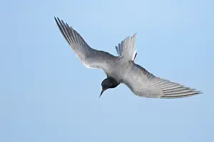 2025 Prints: AGAMI - Black Tern - Brian E Small - 164999