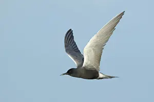 2025 Prints: AGAMI - Black Tern - Brian E Small - 165000