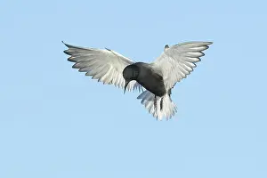 2025 Prints: AGAMI - Black Tern - Brian E Small - 165002