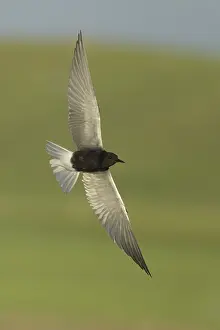 2025 Prints: AGAMI - Black Tern - Brian E Small - 165003