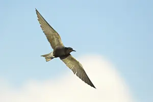 2025 Prints: AGAMI - Black Tern - Brian E Small - 165004