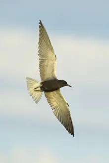 2025 Prints: AGAMI - Black Tern - Brian E Small - 165006