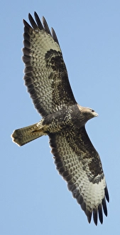 May Prints: AGAMI - Buizerd, Common Buzzard