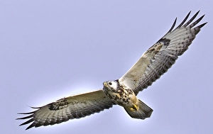 Images Dated 14th May 2025: AGAMI - Common Buzzard, Buizerd