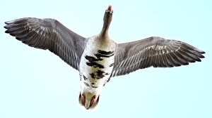 May Prints: AGAMI - Kolgans, Greater White-fronted Goose