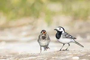 Images Dated 27th May 2023: AGAMI - Menno van Duijn - 202314