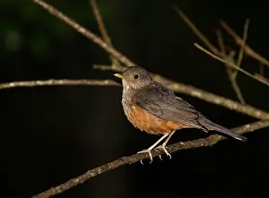 2025 Prints: AGAMI - Rufous-bellied Thrush, Turdus rufiventris rufiventris - Andy & Gill Swash - 208602