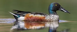 May Prints: AGAMI - Slobeend, Northern Shoveler- Anas clypeata - Daniele Occhiato - 183230