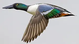May Prints: AGAMI - Slobeend- Northern Shoveler- Anas clypeata - Daniele Occhiato - 183234