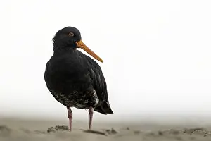 Images Dated 14th June 2025: AGAMI - Variable Oystercatcher