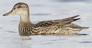 May Prints: AGAMI - Wintertaling, Common Teal