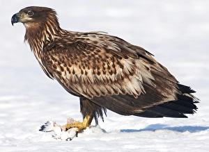 May Prints: AGAMI - Zeearend, White-tailed Eagle