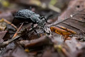Images Dated 24th May 2020: Agrilus angustulus