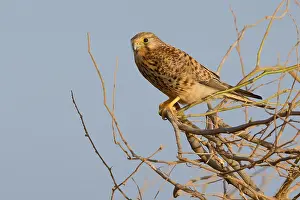 Kestrel Prints: Alexander's Kestrel