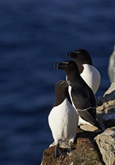 2009 Prints: Alk, Razorbill, Alca torda