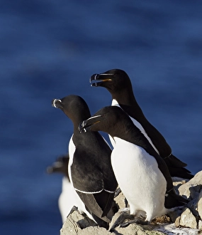 2009 Prints: Alk, Razorbill, Alca torda