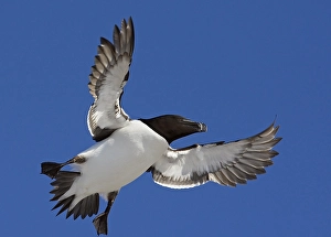 2009 Prints: Alk, Razorbill, Alca torda