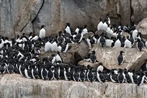 Norway Prints: Alkefjellet cliffs full of breeding Brunnich's guillemots