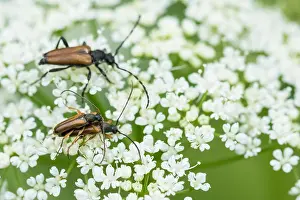 Images Dated 11th June 2020: Alosterna tabacicolor