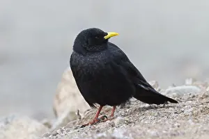 Wirbeltiere Prints: Alpenkauw, Alpine Chough, Pyrrhocorax graculus