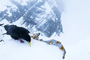 Yellow Billed Prints: Alpenkauw, Alpine Chough, Pyrrhocorax graculus graculus