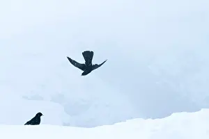 Yellow Billed Prints: Alpenkauw, Alpine Chough, Pyrrhocorax graculus graculus