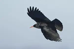 2015 Prints: Alpenkraai, Red-billed Chough, Pyrrhocorax pyrrhocorax erythroramphos