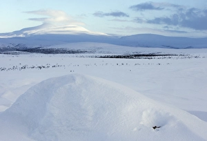 Images Dated 13th April 2014: Alpensneeuwhoen, Rock Ptarmigan, Lagopus muta