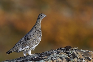 Images Dated 5th September 2013: Alpensneeuwhoen, Rock Ptarmigan, lagopus muta