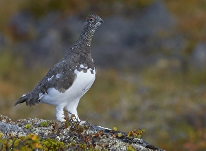 Images Dated 5th September 2013: Alpensneeuwhoen, Rock Ptarmigan, lagopus muta