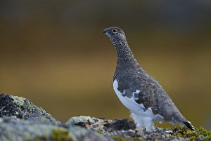 Images Dated 5th September 2013: Alpensneeuwhoen, Rock Ptarmigan, lagopus muta
